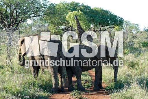 Afrikanischer Elefant (32 von 131).jpg